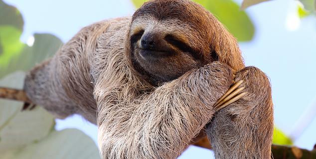 Three-toed Sloth