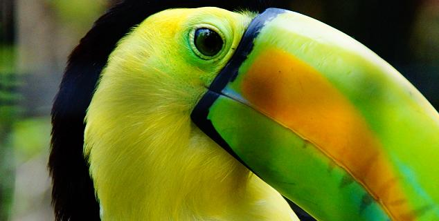 Toucan