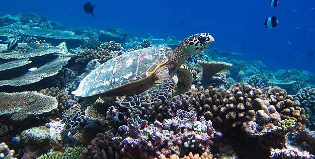 Turtle on reef