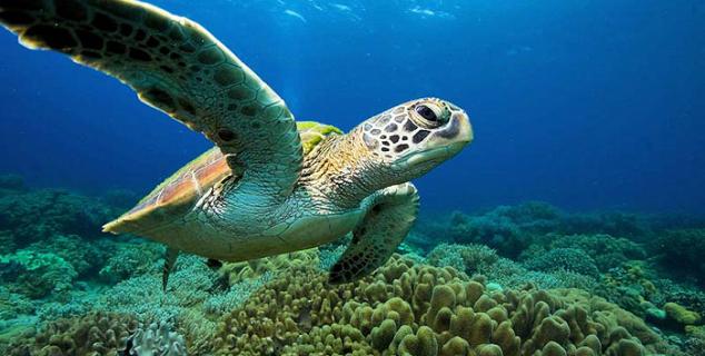 Turtle