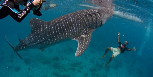 Whale Shark