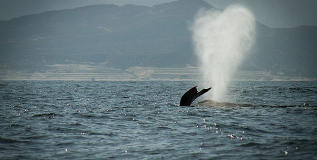 Whale Watching