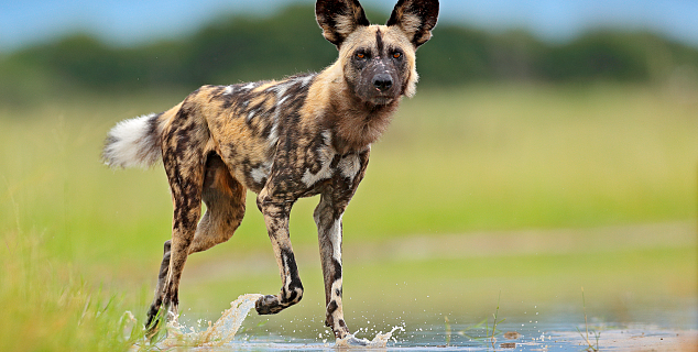 Wild Dog, South Luangwa