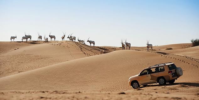 Wildlife Drive