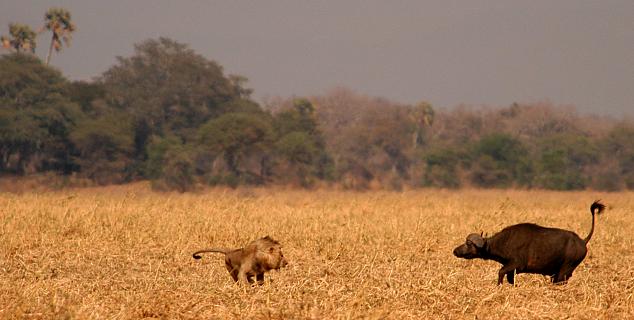 Wildlife Encounter, Kitavi