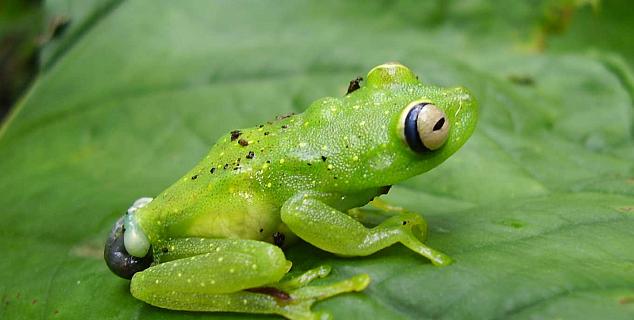 Wildlife